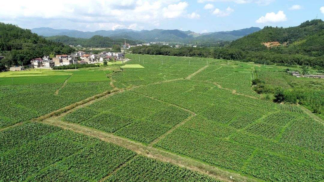 高智能土壤養(yǎng)分測定儀